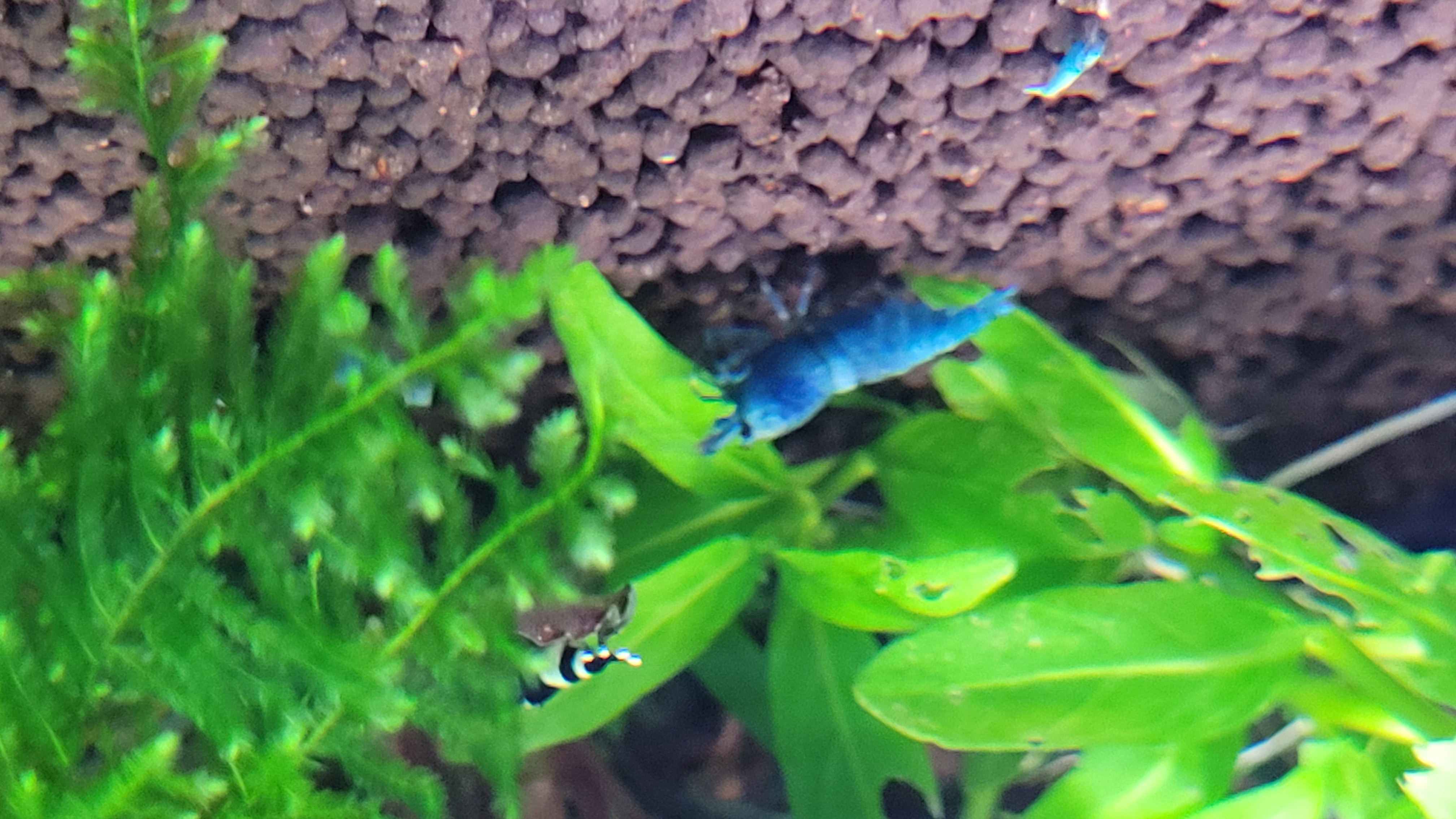 Blue Bolt Deep Blue 3