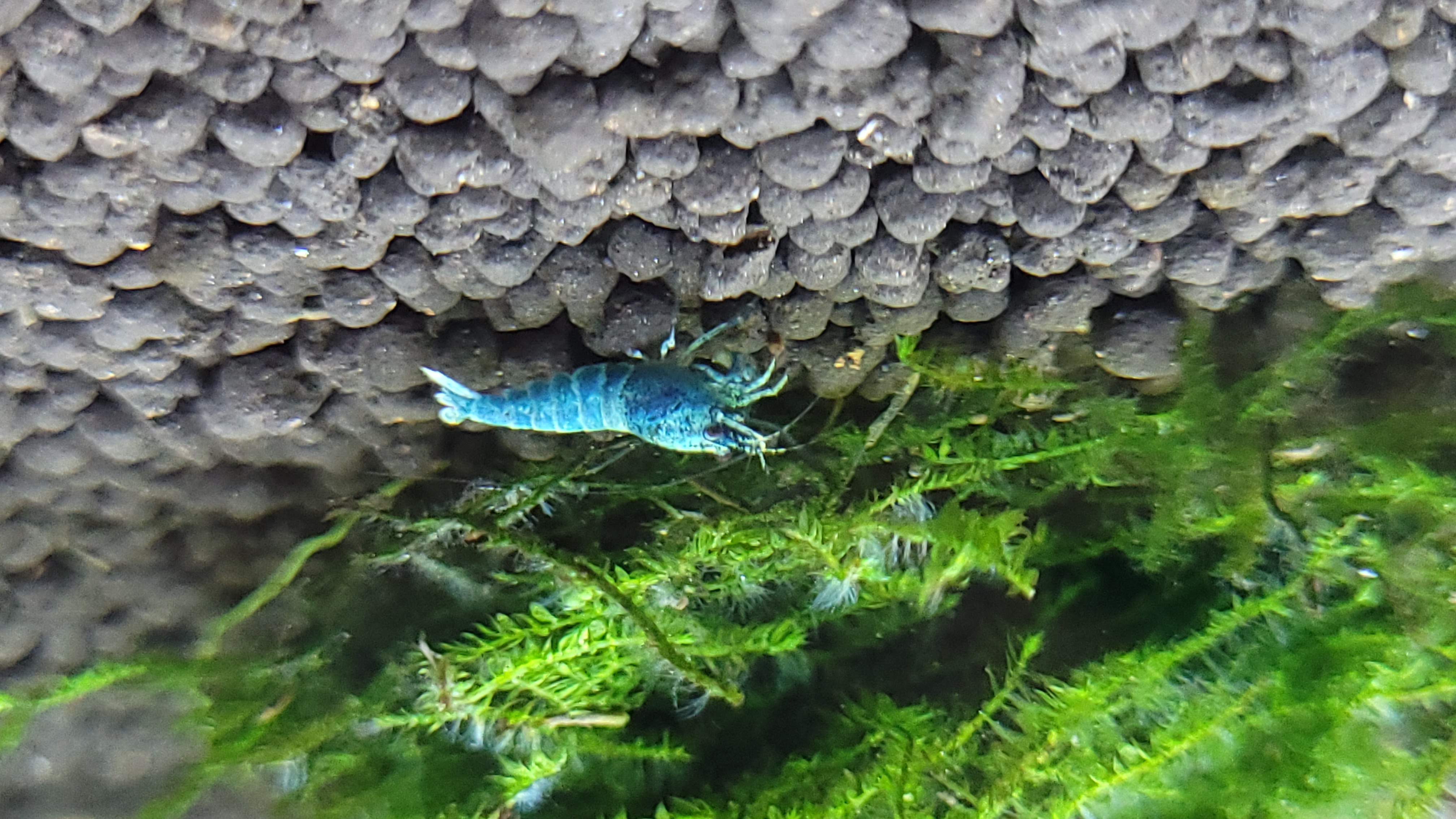Blue Bolt Deep Blue 6