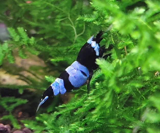 Blue Panda