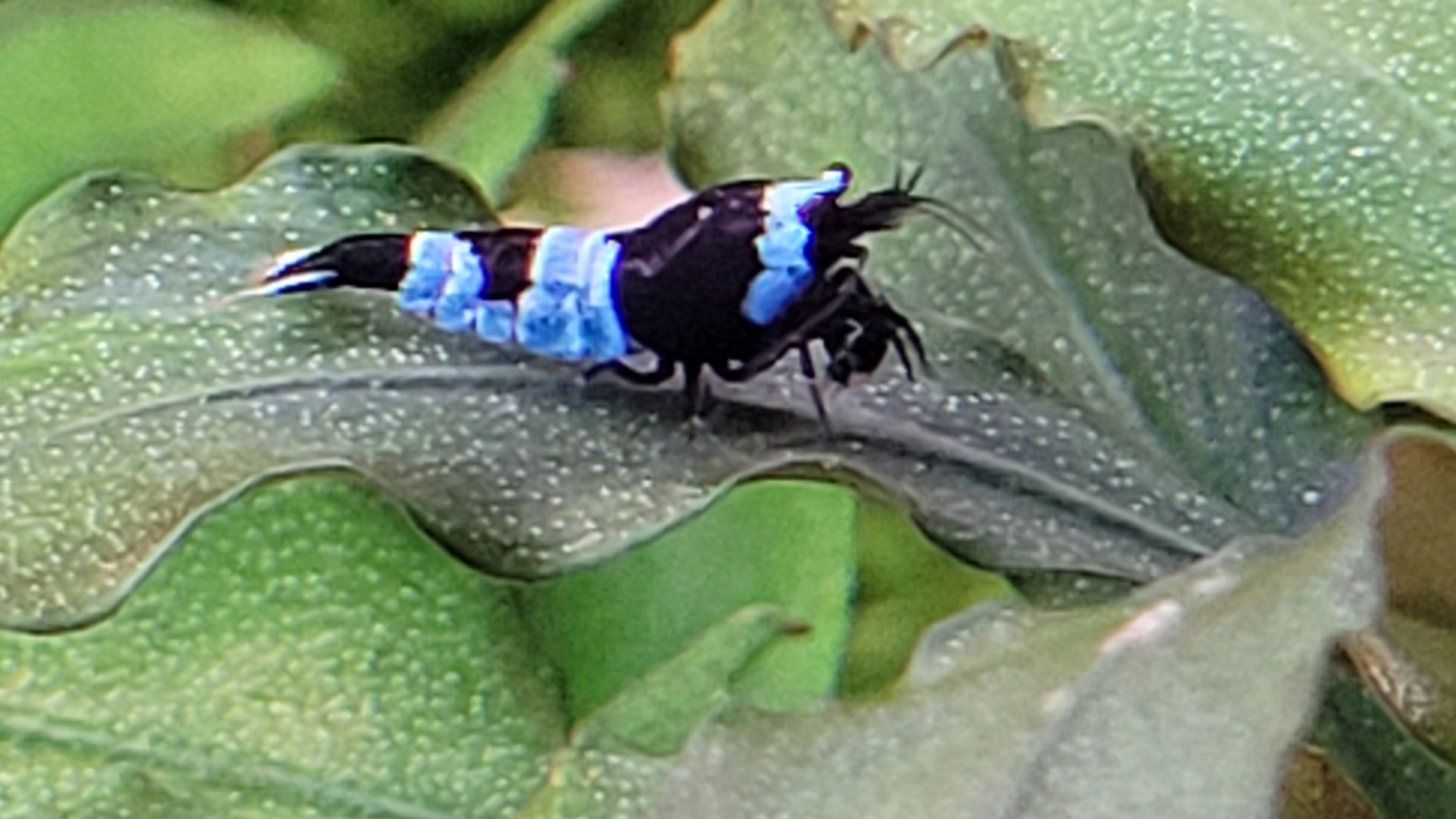 Blue Panda 2