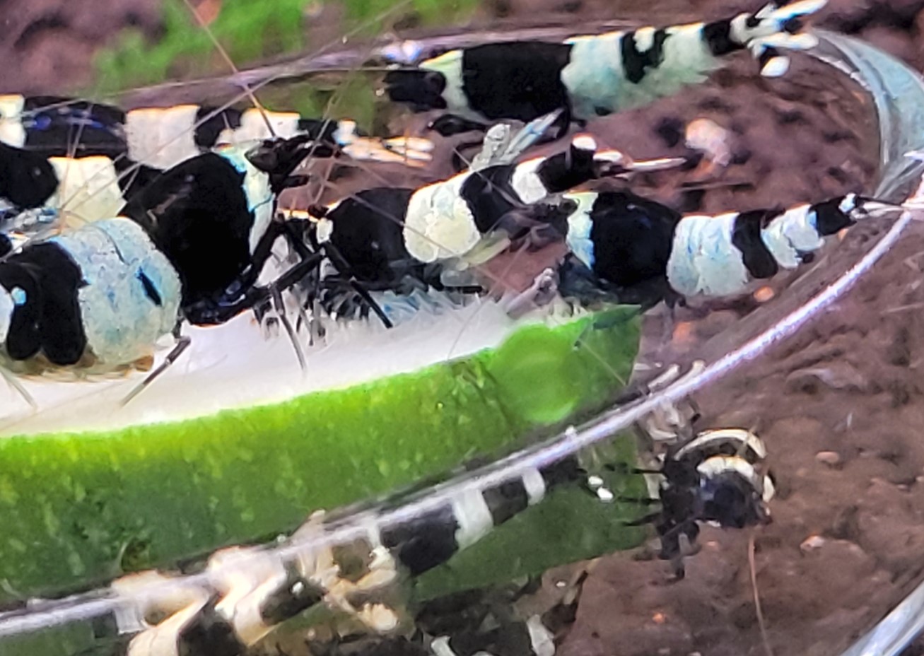 Panda 2