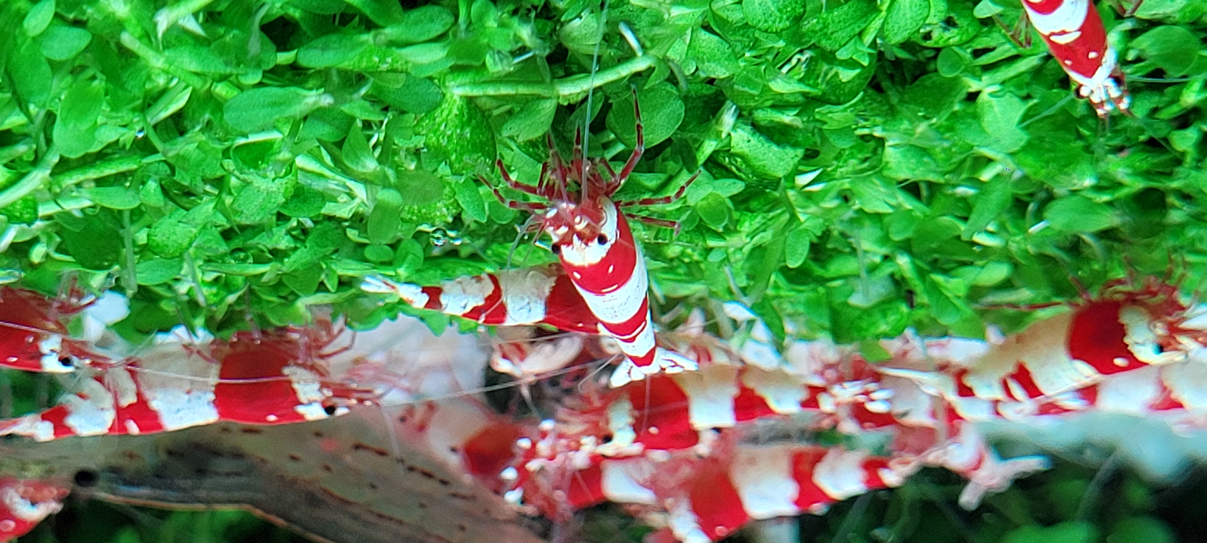 Red Crystal 2