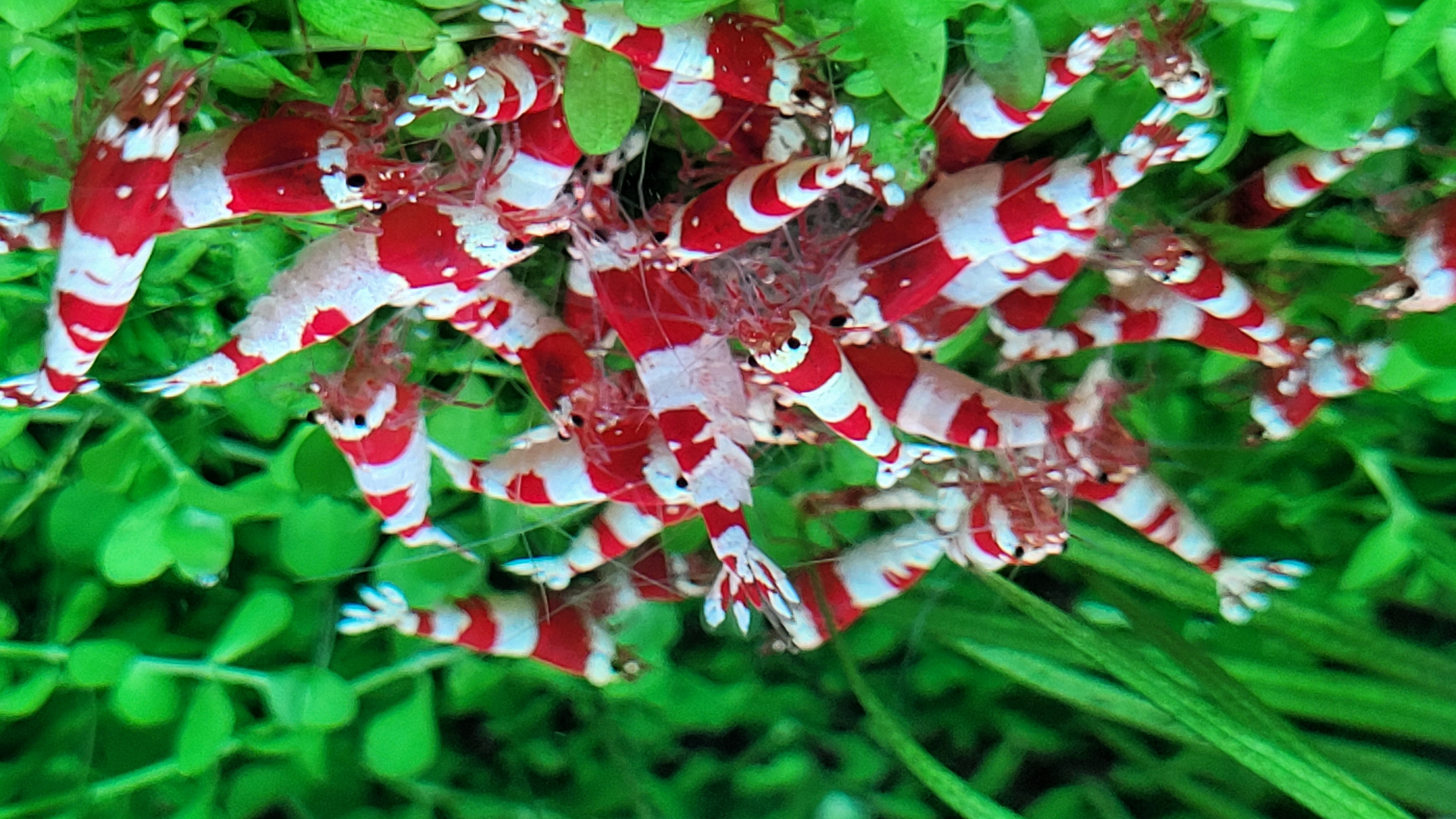 Red Crystal 9