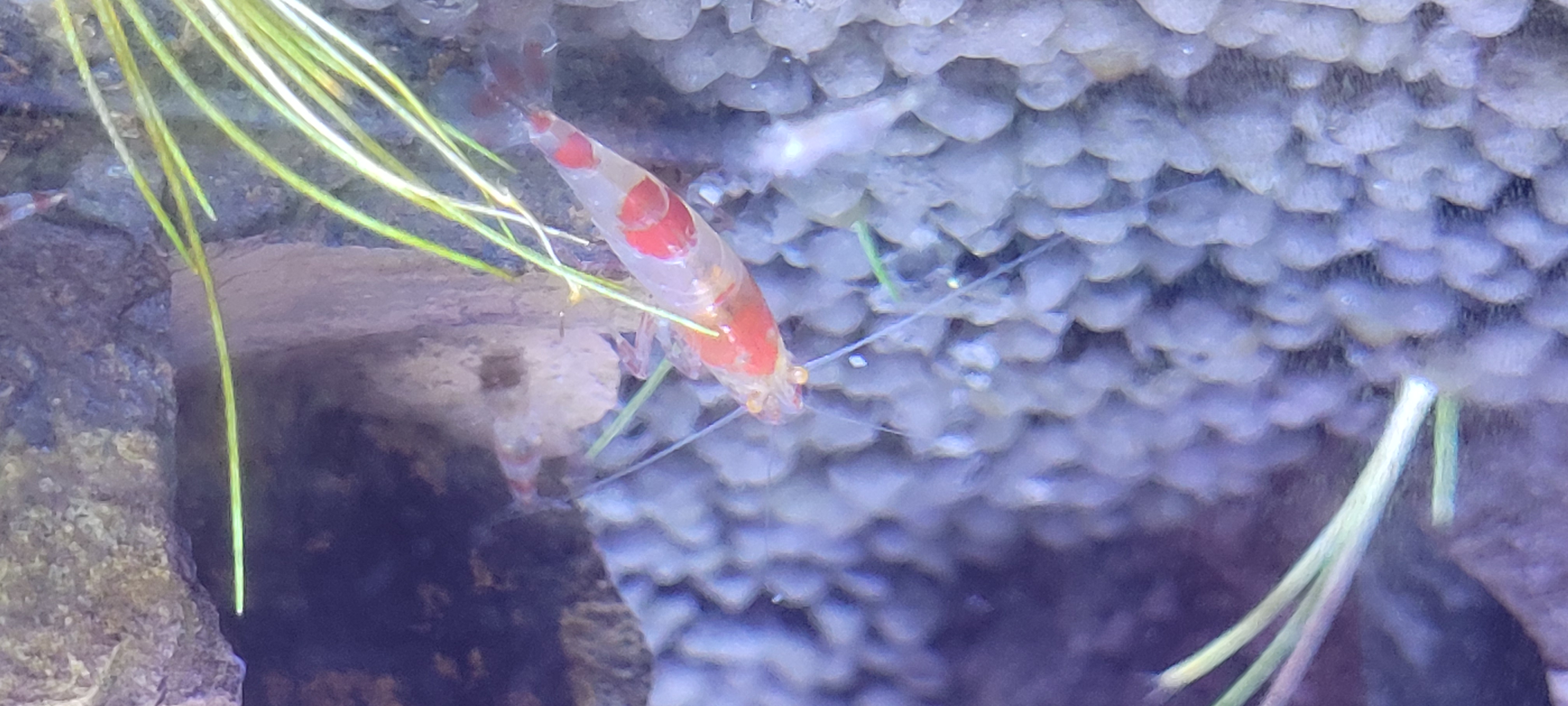 Red Ghost Orange Eyes 2