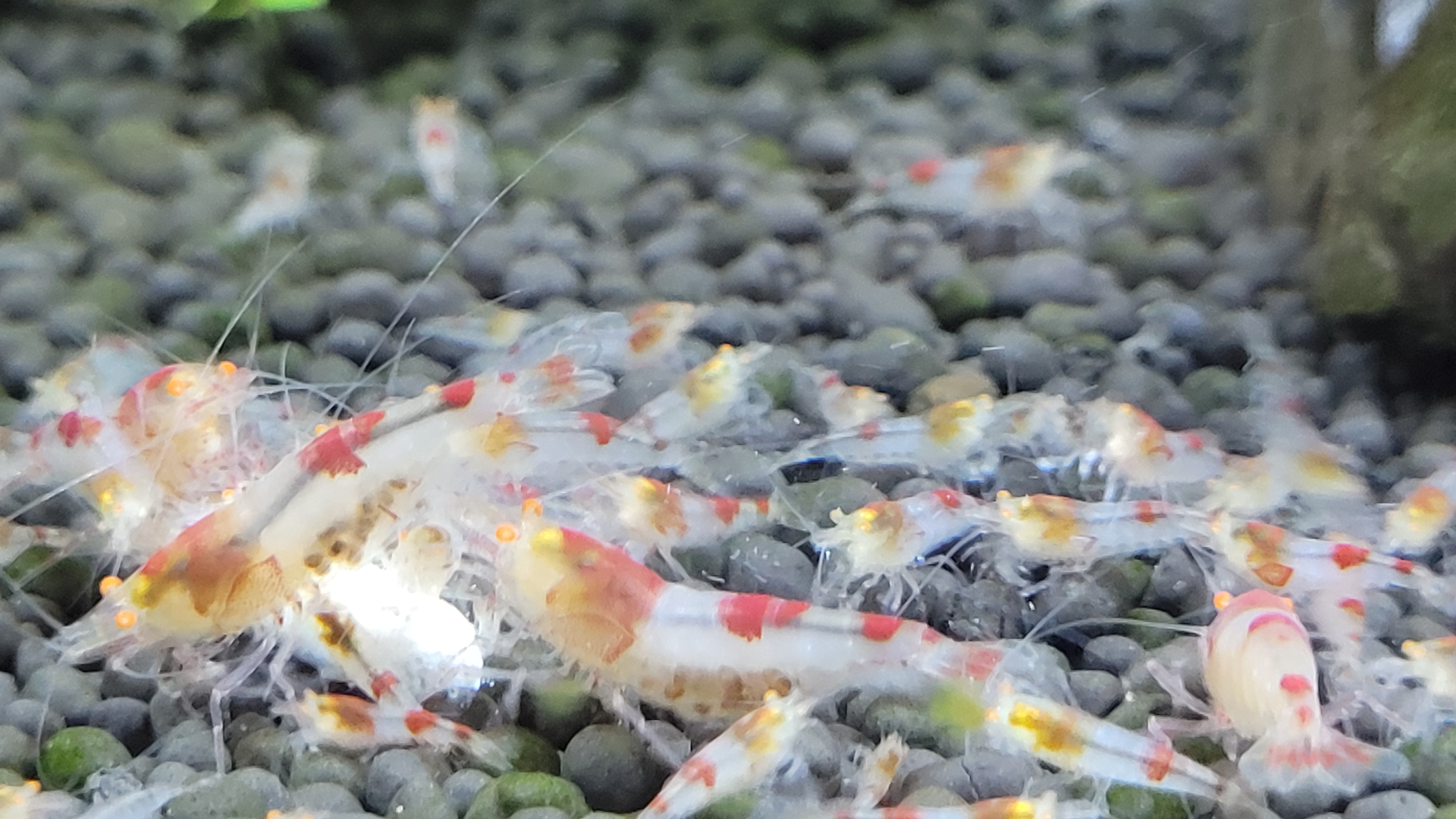 Red Ghost Orange Eyes 3
